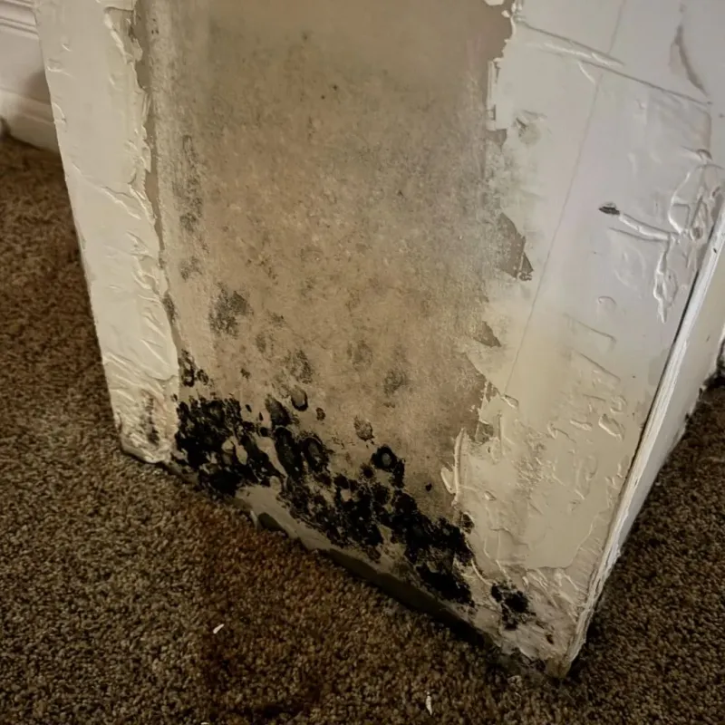 Professional Mold Removal in Stroud, OK